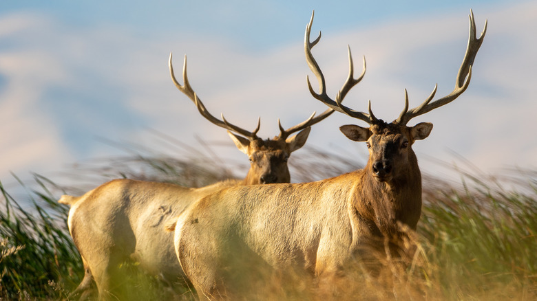 Two elk bulls with tall antlers in the grass at Grizzly Island Wildlife Area.