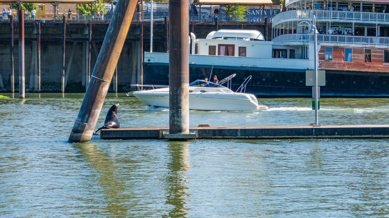 Boaters observe a sea lion basking on a dock in the Sacramento River.