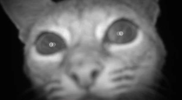 A bobcat inspects the camera. (Ernie Cowan)