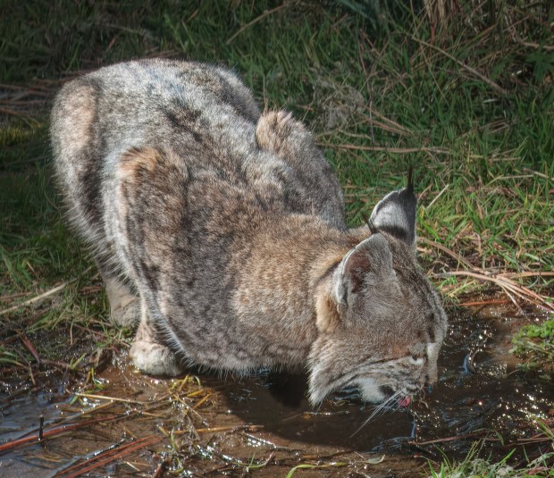 A bobcat sips at the waterhole. (Ernie Cowan)