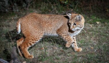 Outdoors: Secret Spring camera captures a curious bobcat – San Diego Union-Tribune