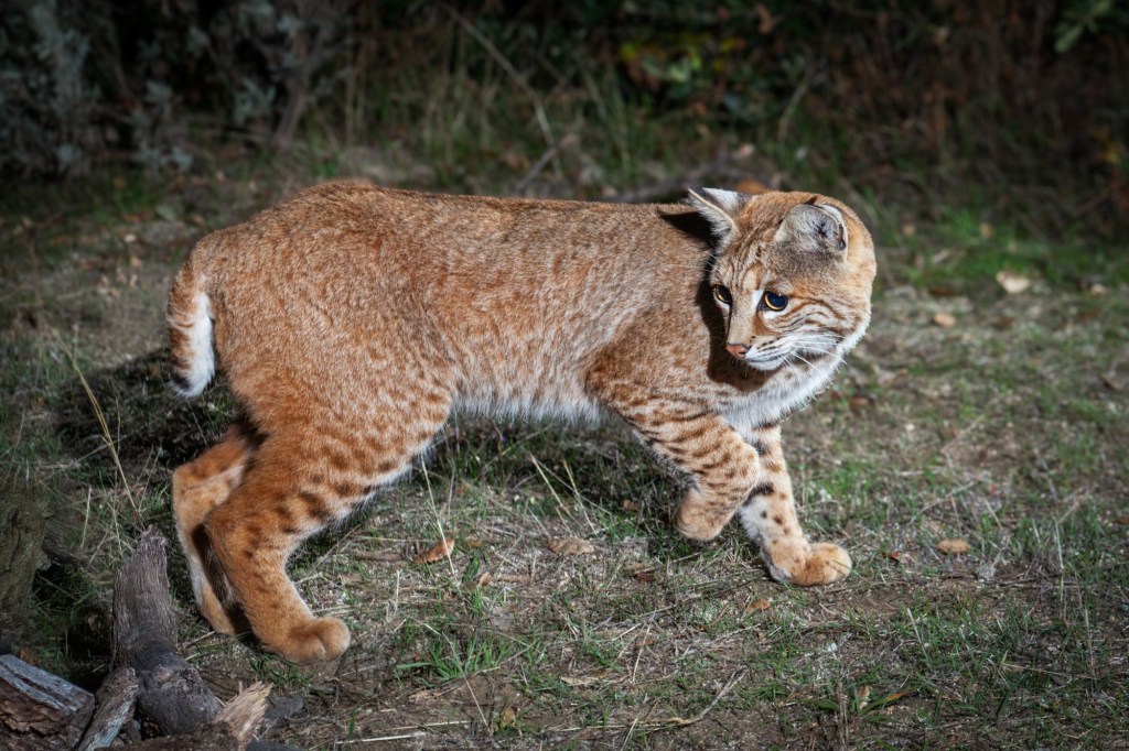 Outdoors: Secret Spring camera captures a curious bobcat – San Diego Union-Tribune