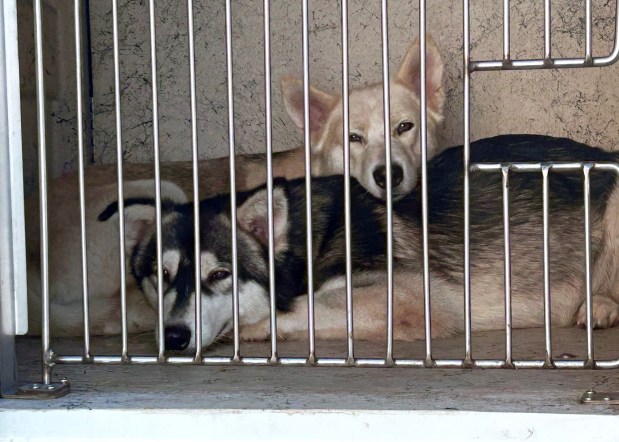 The San Diego Humane Society takes in huskies surrendered by their owner on July 28. (San Diego Humane Society)