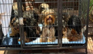 Mass rescues of Yorkies, huskies add to overcrowding at San Diego Humane Society’s shelters – San Diego Union-Tribune