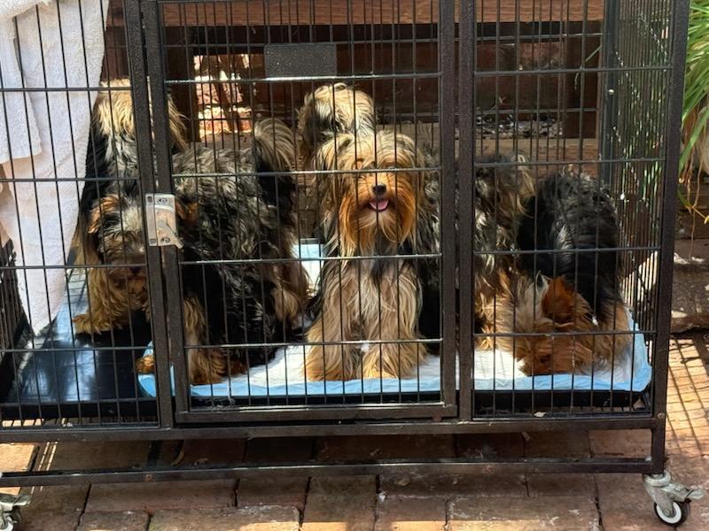 Mass rescues of Yorkies, huskies add to overcrowding at San Diego Humane Society’s shelters – San Diego Union-Tribune