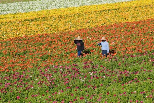 Workers at the Carlsbad Flower Fields in March. (Nelvin C. Cepeda / The San Diego Union-Tribune)