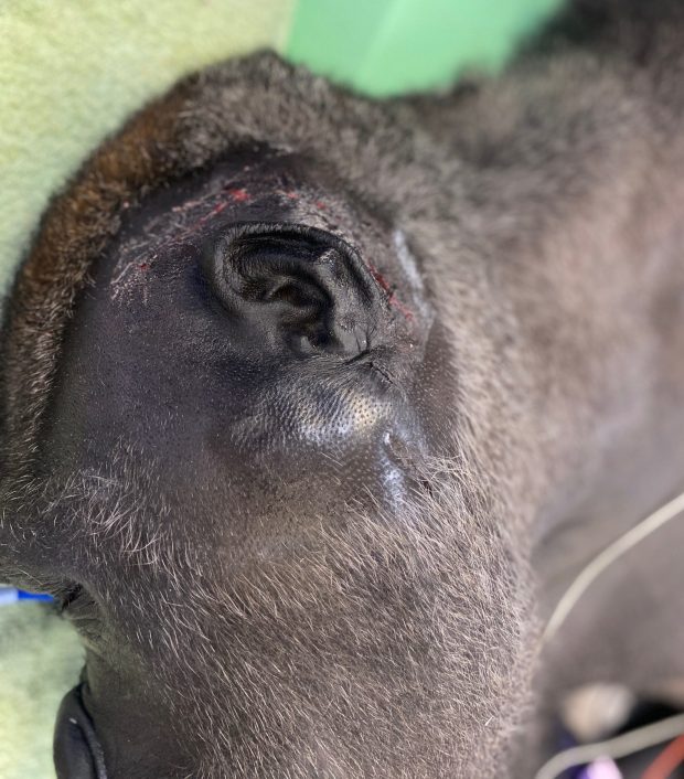 A scar shows on Mizani the gorilla's head following a successful mastoidectomy. (San Diego Zoo Safari Park)