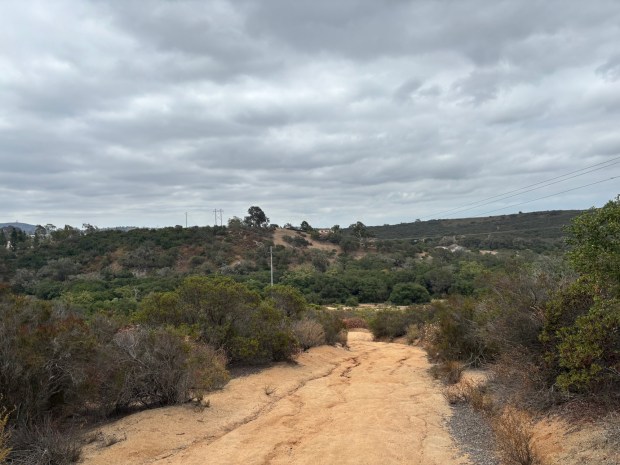 Looking south and down at the oak trees covering the Agua Hedionda Creek. (Maura Fox / The San Diego Union-Tribune)