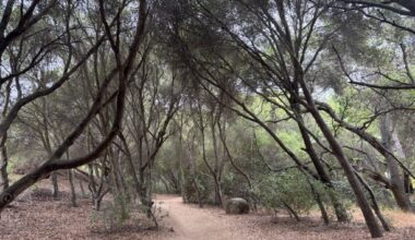 Hike of the week: Buena Vista Park in North County is a summertime gem – San Diego Union-Tribune