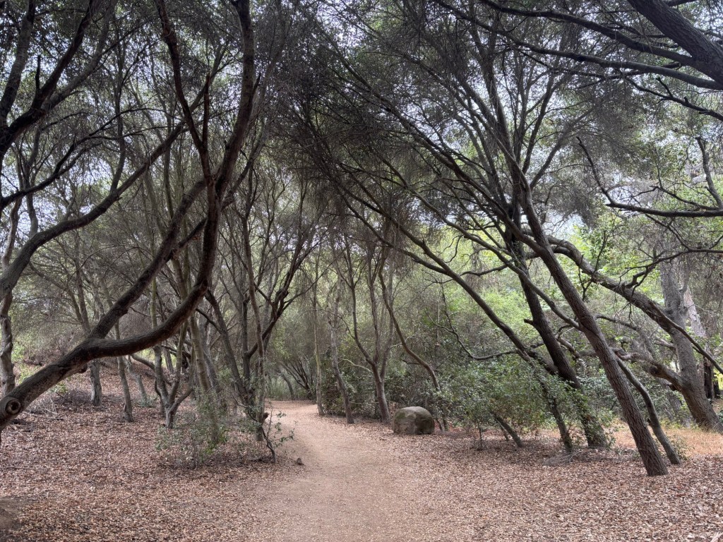 Hike of the week: Buena Vista Park in North County is a summertime gem – San Diego Union-Tribune