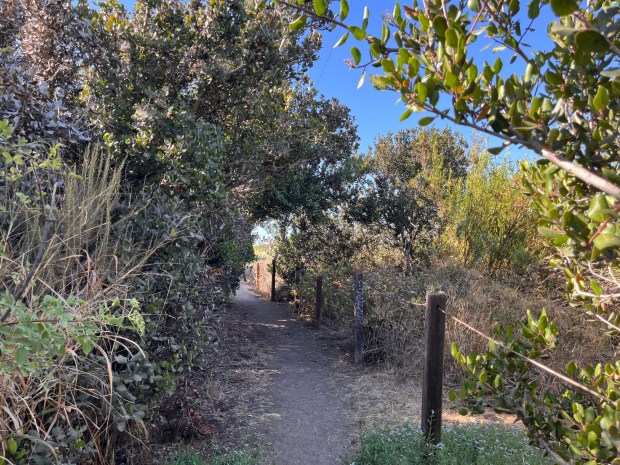 The trail heading north along the southern portion of the Famosa Slough. (Maura Fox / The San Diego Union-Tribune)