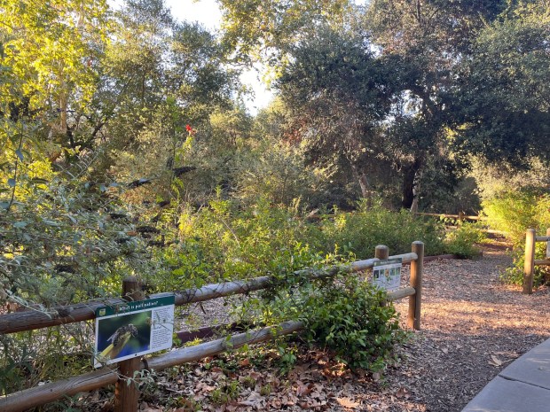 The pollinator garden at Flynn Springs County Park attracts bees, butterflies and more. (Maura Fox / The San Diego Union-Tribune)