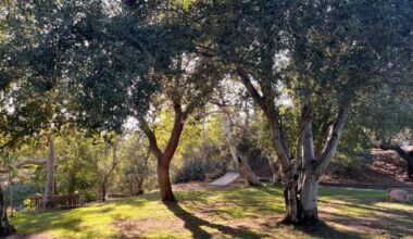 Hike of the week: Pick up a book and read under the oaks at Flynn Springs County Park – San Diego Union-Tribune