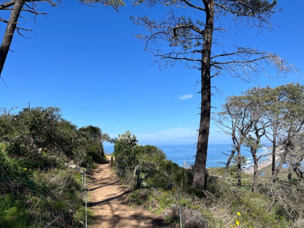 The view heading northwest on the Guy Fleming Trail at Torrey Pines Natural State Reserve. (Maura Fox / The San Diego Union-Tribune)