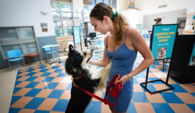 Humane Society waiving fees to reunite lost pets with owners after Fourth of July surge – San Diego Union-Tribune