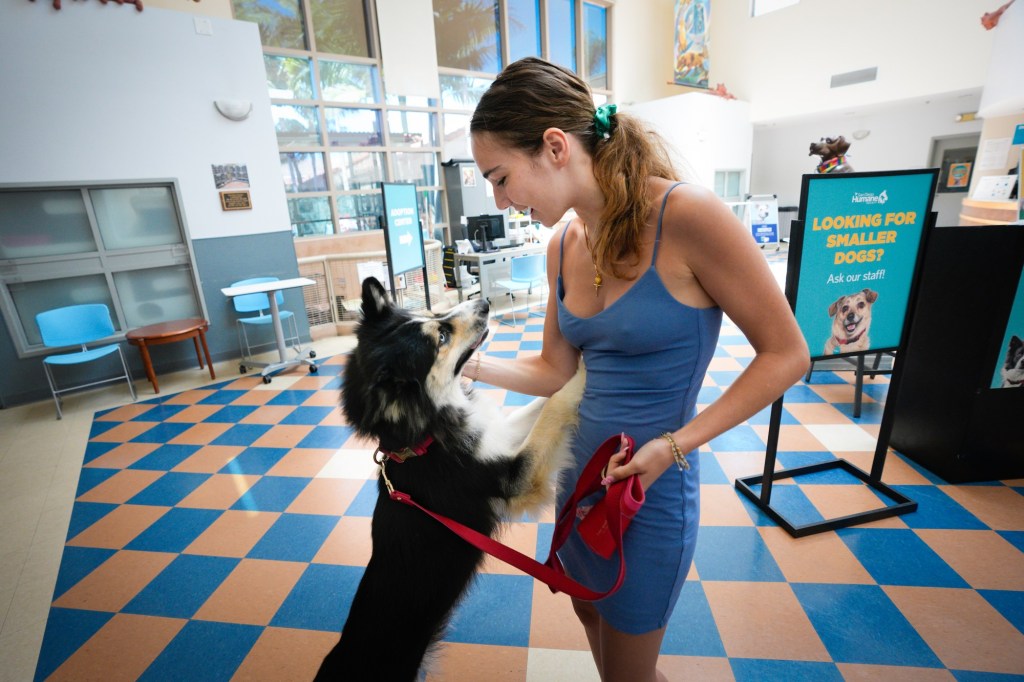 Humane Society waiving fees to reunite lost pets with owners after Fourth of July surge – San Diego Union-Tribune