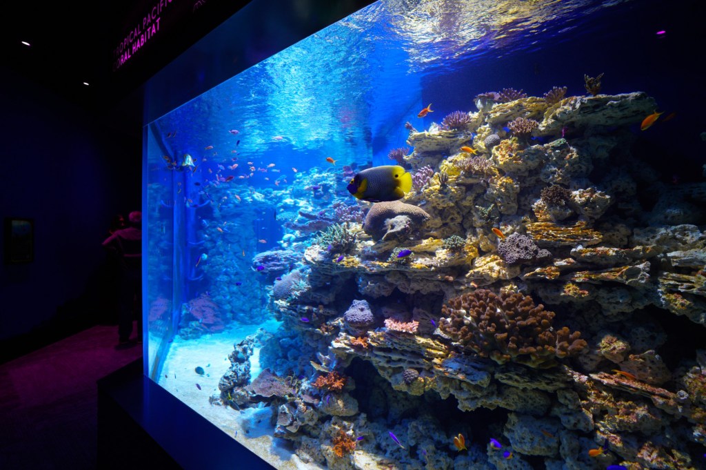 UCSD’s Birch Aquarium drew record 603,670 guests over the past year – San Diego Union-Tribune