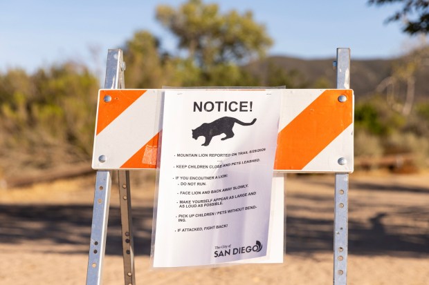 Mountain lion warning signs have been posted near recent sighting locations, including at the Grasslands Crossing near the East Fortuna Staging Area in Mission Trails Regional Park on Thursday, July 30, 2026, in Santee, CA. (Luke Johnson / The San Diego Union-Tribune)