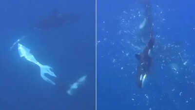 Orcas in the Gulf of California were filmed using a coordinated ramming technique that made a giant sunfish break into thousands of pieces, possibly to help a juvenile feed