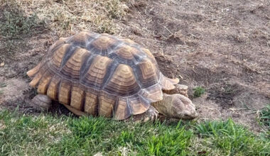 Large tortoise found in Fresno front yard