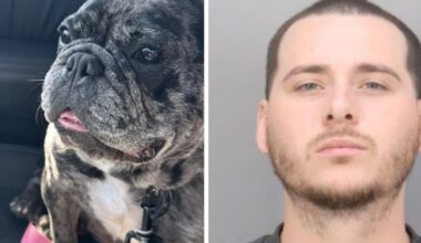 Stolen French Bulldog still missing after San Jose home burglary