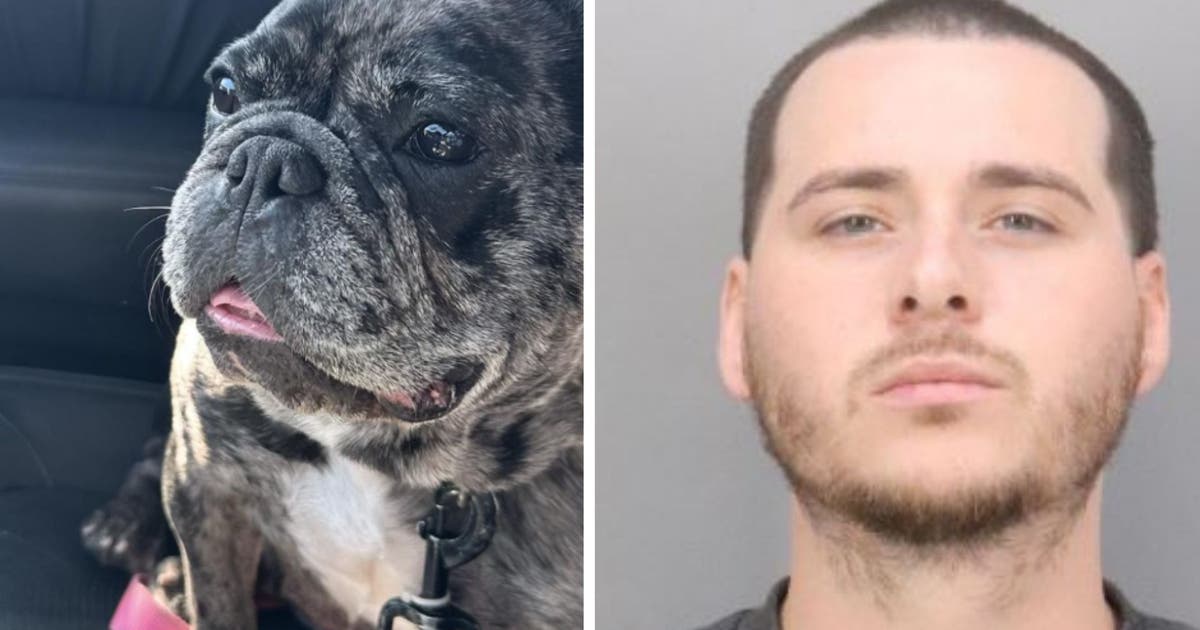 Stolen French Bulldog still missing after San Jose home burglary