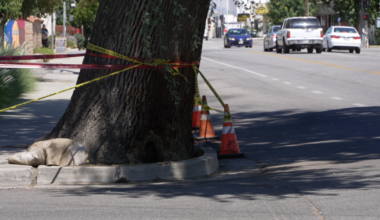 Fire-damaged tree leaves downtown Bakersfield clinic with $8,500 removal bill