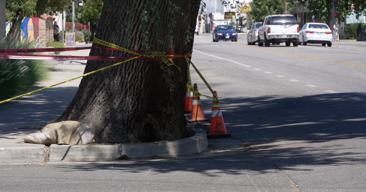 Fire-damaged tree leaves downtown Bakersfield clinic with $8,500 removal bill