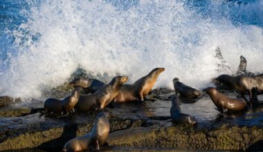 Federal officials investigate video showing person kicking California sea lion