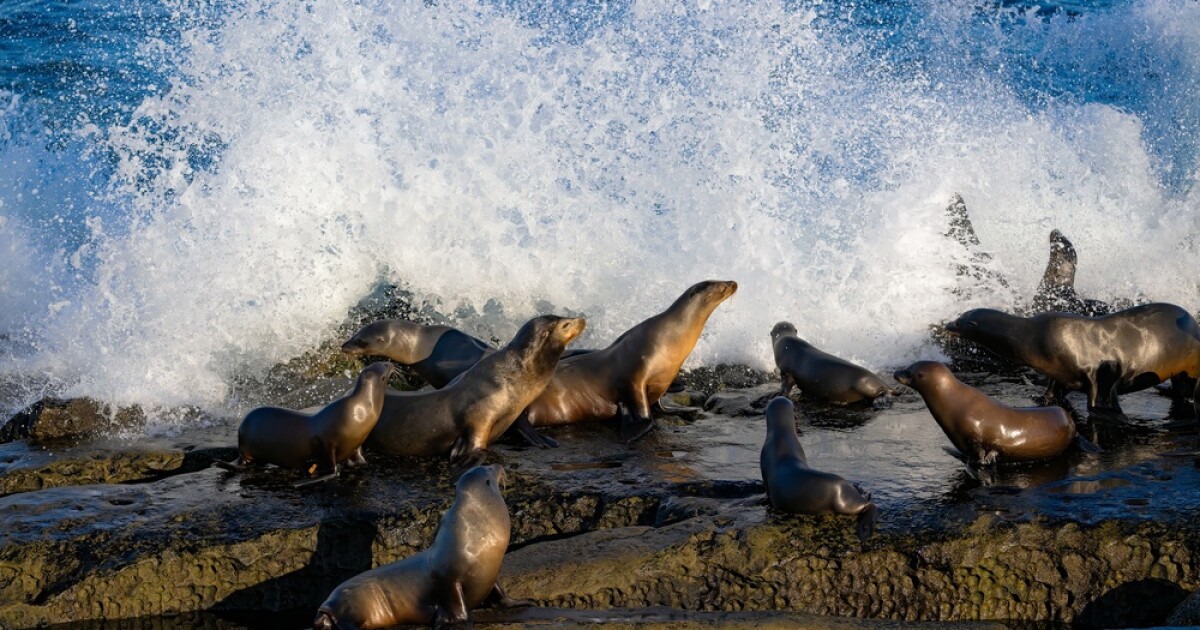 Federal officials investigate video showing person kicking California sea lion