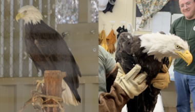 Spirit the bald eagle donates blood to help injured Jackie