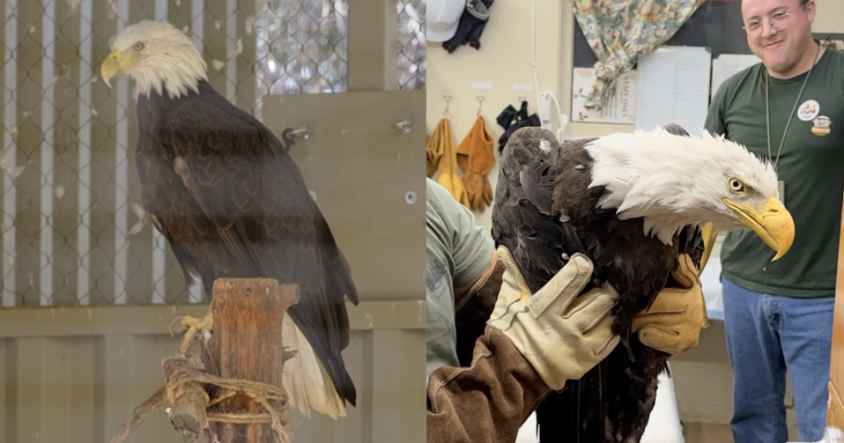 Spirit the bald eagle donates blood to help injured Jackie