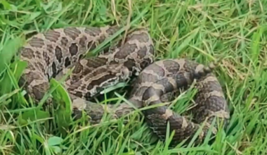 'We saw and heard the rattle': Witness describes Oakland County snake bite