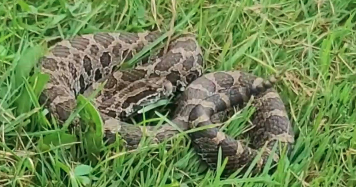 'We saw and heard the rattle': Witness describes Oakland County snake bite