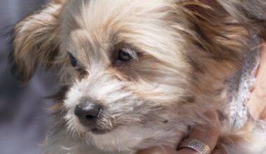 Kern County offers free pet microchipping for Fourth of July