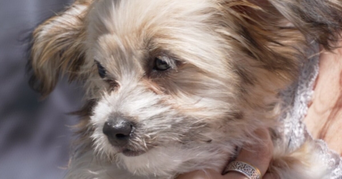 Kern County offers free pet microchipping for Fourth of July