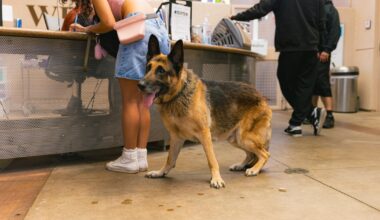 Lost your pet after Fourth of July? San Diego Humane is ready to help