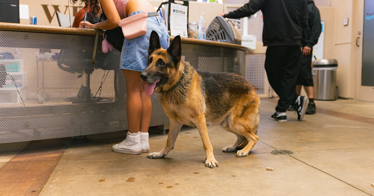 Lost your pet after Fourth of July? San Diego Humane is ready to help