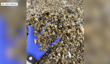 Kern County tests golden mussel treatments as spread continues