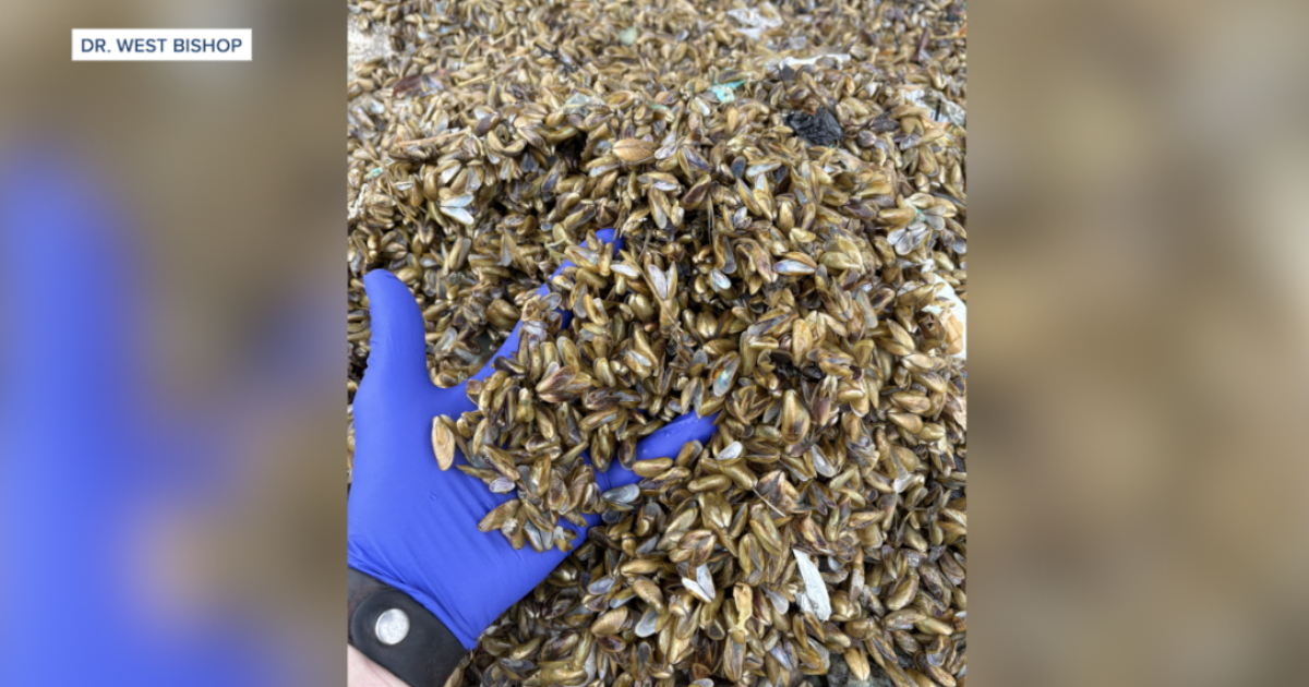 Kern County tests golden mussel treatments as spread continues