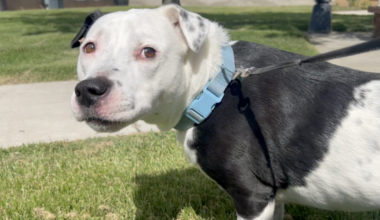 Kern County Animal Services shares dog heat safety tips