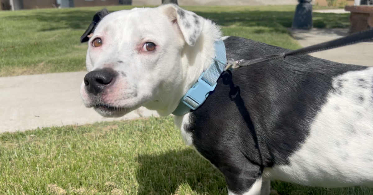 Kern County Animal Services shares dog heat safety tips