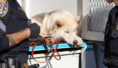 San Diego Humane Society sets record for 11th straight month