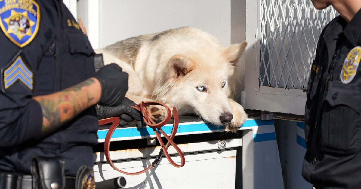 San Diego Humane Society sets record for 11th straight month