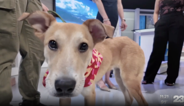 Wag Wednesday: Meet Bingo from Kern County Animal Services!