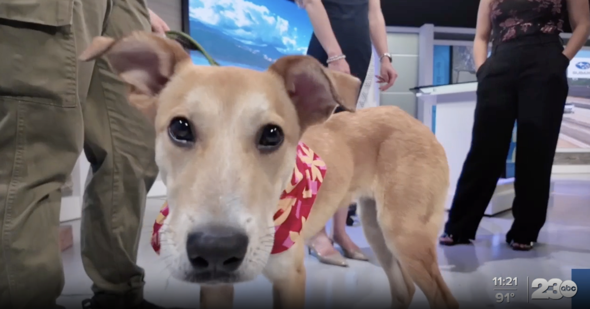 Wag Wednesday: Meet Bingo from Kern County Animal Services!