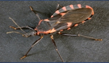 First locally acquired case of Chagas disease reported in San Diego County