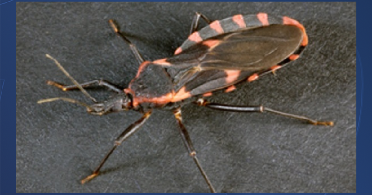 First locally acquired case of Chagas disease reported in San Diego County
