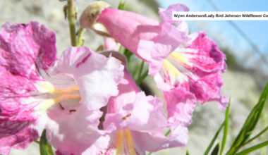County warns Desert Willow plants bought at Costco may carry invasive pests