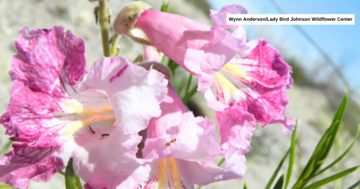 County warns Desert Willow plants bought at Costco may carry invasive pests